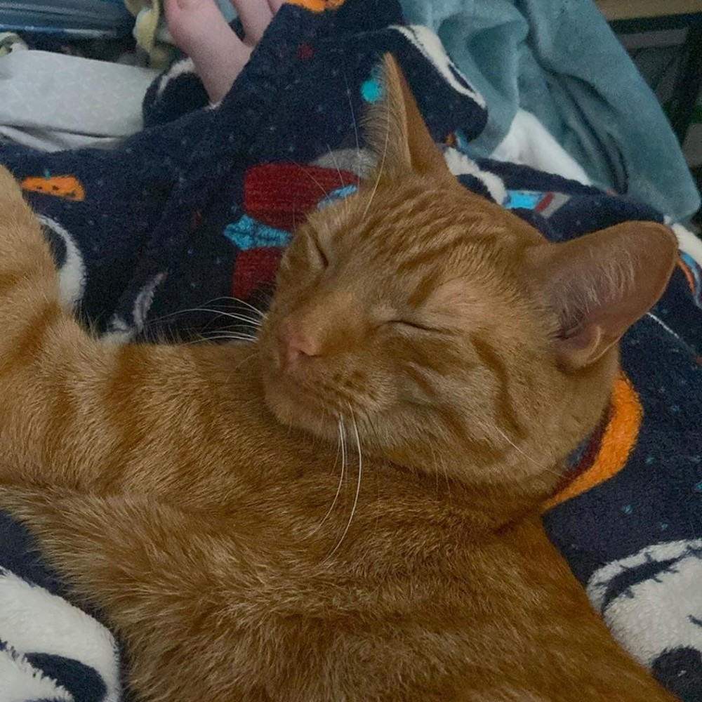 Meet your Posher, Codi